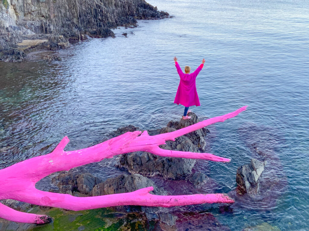 collioure arbre rose